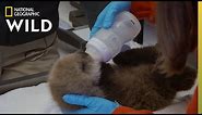 Nursing a Sea Otter Pup Back to Health | Alaska Animal Rescue
