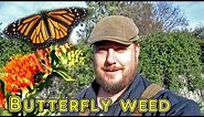 Growing Butterfly Weed (Milkweed) | It's Many Benefits & When To Harvest The Seed