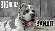 Bandit - The 130lb Mastiff/Great Dane Bandog | BIG DOGZ