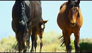 Brutal Stallion Mating Fight | 4K UHD | Planet Earth II | BBC Earth