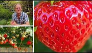 Growing Strawberries: How to Grow the Best Tasting Strawberries