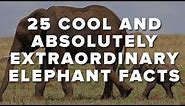 25 Cool And Absolutely Extraordinary Elephant Facts