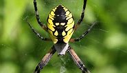21 Most Common SPIDERS in Washington (state)
