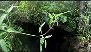 Cozumel Jungle ATV, Jade Cavern and Cenote Swim Excusion