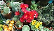 Top 10 BEST Flowering Cactus Plants
