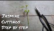 How to Propagate White Jasmine from Cuttings ~ STEP-BY-STEP ~ Jasminum polyanthum