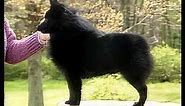 Schipperke - AKC Dog Breed Series
