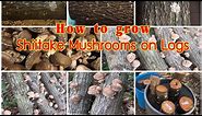 DIY How to grow Shiitake mushrooms on Logs.