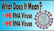 What We Mean By Positive & Negative RNA Viruses
