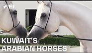 Arabian horses: beauty and courage in form of a horse