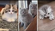 Kitten Memes That Make You Want A Cat Immediately ~ Cutest & Funniest Kittens Compilation 😻