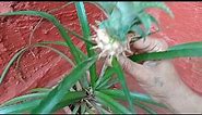 Ornamental Pineapple Plant care tips
