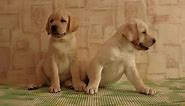 Yellow Labrador Retriever Puppies For Sale - Greenfield Puppies