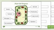 Diagram of a Plant Cell worksheets