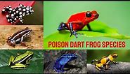 All Poison Frog species / complete list of poison frogs / poison dart frogs