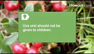 How to Use Uva Ursi