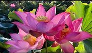 Lotus Flower Blooming Time Lapse/ Pink Single