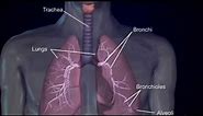 Respiratory system-4 bronchi and bronchioles