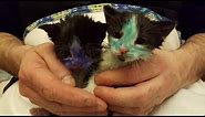 Tiny Kittens Covered in Blue and Green Permanent Marker Get Rescued