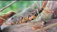 red fire ants documentary