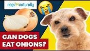 Can Dogs Eat Onions?