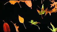 Slow Motion Falling Leaves and Autumn Leaf Fall Shot in Slow Mo High Definition HD Black Background