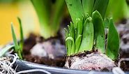 How To Propagate Tulips? (A Step-by-Step Guide)