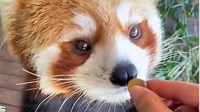 Red pandas eating fruit and having fun