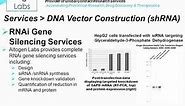 shRNA Vector Construction