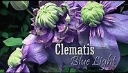 Clematis 'Blue Light' - first to bloom | zone 7b