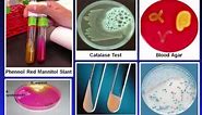 Introduction to Microbiology Culture Techniques