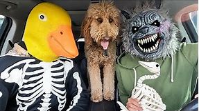 Puppy SAVES Skeleton Ducky From Wolf With Car Ride Chase!