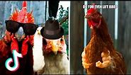 Funny Chickens and Roosters Compilation | Chickens Can be Really Funny🐔😂