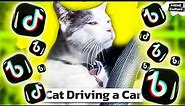 Cat Driving a Car meme
