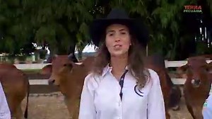 99K views · 5.2K reactions | A fazenda Reunidas Castilho é o berço da raça Sindi no Brasil, linhagem de dupla aptidão valorizando suas eficiências produtivas na carne e no leite. O proprietário Adaldio Castilho é uma referência de trabalho no melhoramento do Sindi, nossa equipe foi até Sales em São Paulo bater um papo com ele que destaca também a participação da família em seu trabalho. | Terra Pecuária | Facebook
