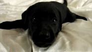 Playful Barking Black Labrador Retriever Puppy 37 Days Old