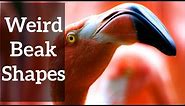 Weird Beak Shapes - And Why They Make Sense