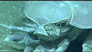 Creatures of the Deep Sea: The Giant Isopod (Bathynomus)