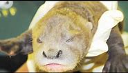 Philadelphia Zoo Baby Boom Series - Giant Otter