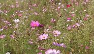 Cosmos, Flowers, Wallpaper. Free Stock Video