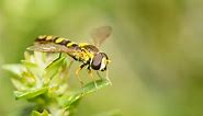 Hover Fly vs Sweat Bee: What are the Differences?