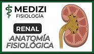 Clase 55 Fisiología Renal - Anatomía funcional del riñón (IG:@doctor.paiva)
