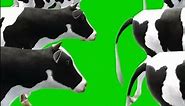 Cartoon Cow Stampede Green Screen | Cartoon Cow Animal Walking #greenscreen #cowwalking #cartoon