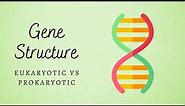 Eukaryotic vs Prokaryotic Gene Structure
