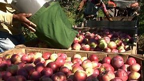 How Apples Are Grown And Harvested