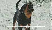 🎼Dog Barking Sound | Dog Sound Effect _ by the mobile ringtone