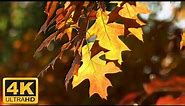 11 HOURS of 4K Enchanting Autumn Nature Scenes + Relaxing Piano Music for Stress Relief