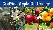 Grafting Apple On Orange | Grafting Plants | Hybrid Grafting | Fruits Grafting | Gardening Tips