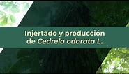 Injertado y producción de Cedrela odorata L.