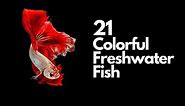 Colorful Freshwater Fish - 21 Great Choices 🐠